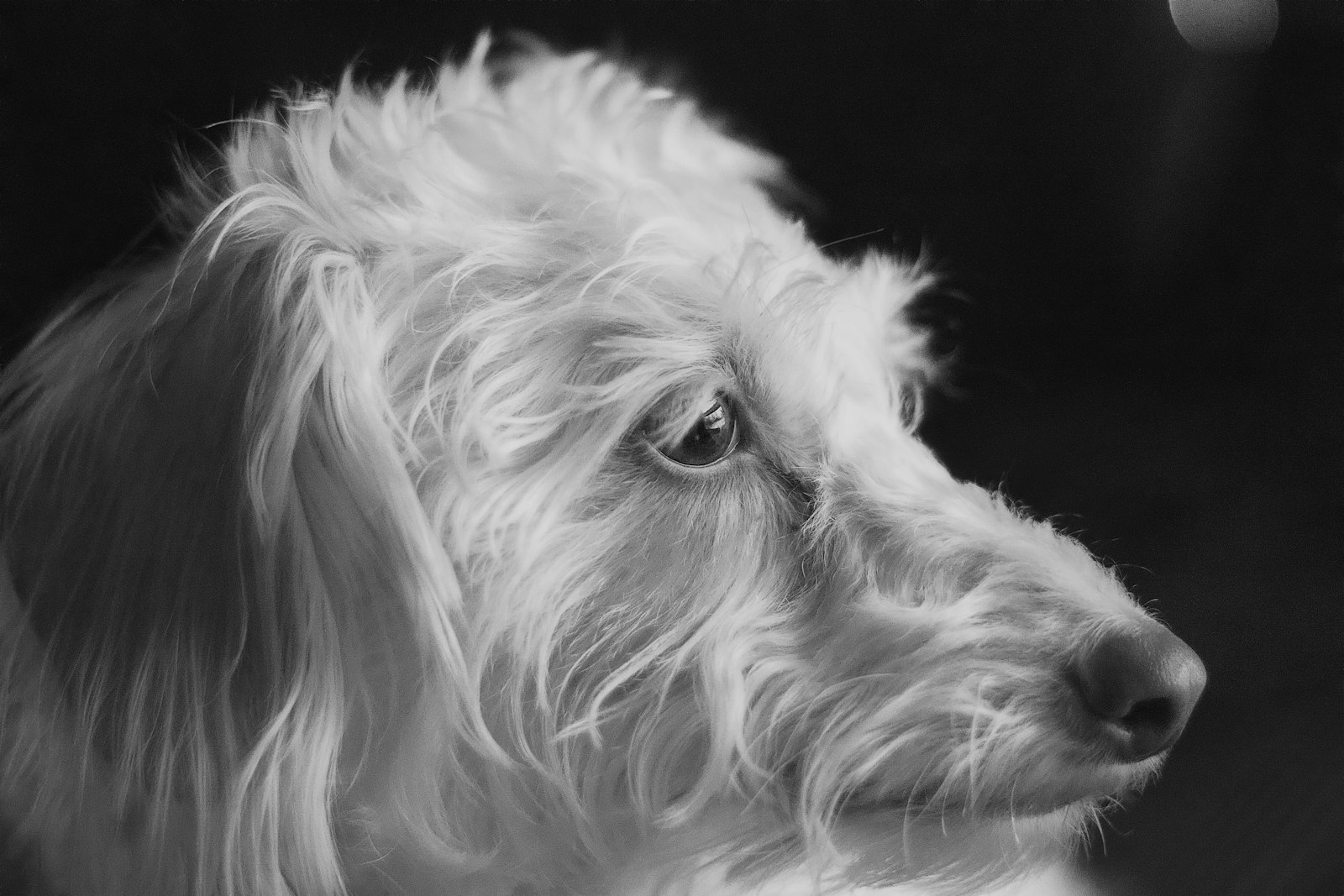 a close up of a dog's face in black and white