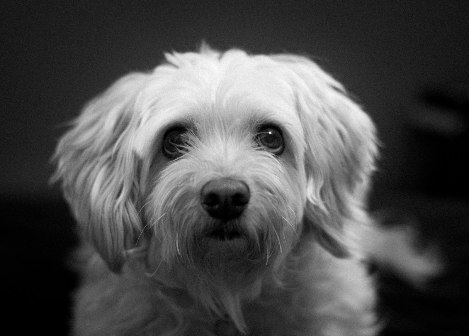 a small white dog looking at the camera