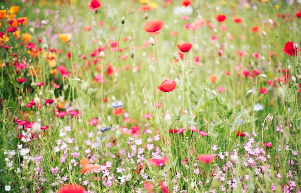 a field full of colorful flowers and grass