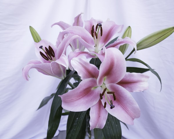 Pink lilies are in full bloom.